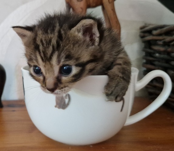 ppennut
