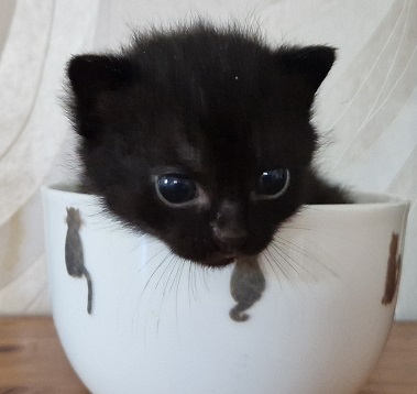 ppennut