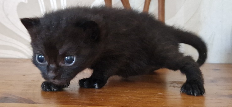 ppennut