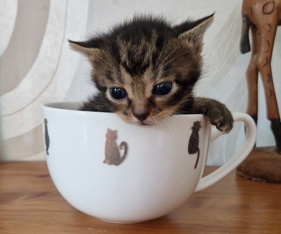 ppennut