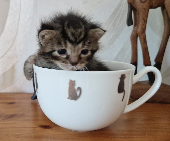 ppennut